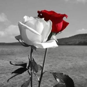 Meet your Posher, Yamilleth